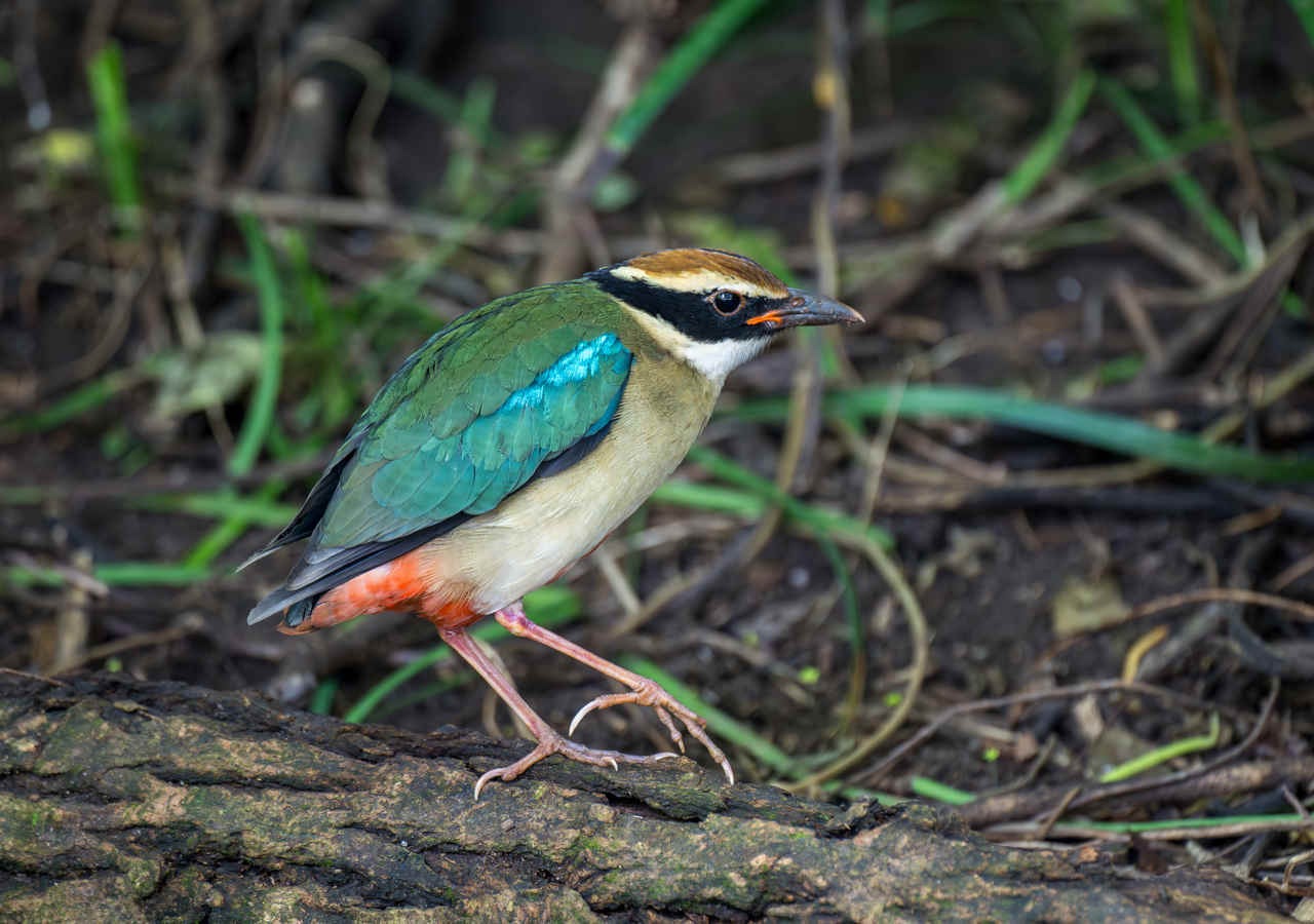Three Photos: Fairy Pitta