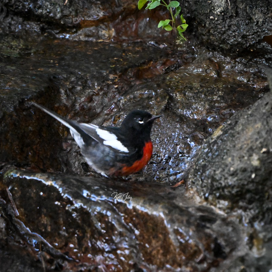 Painted Redstart: The Warbler That Breaks the Rules