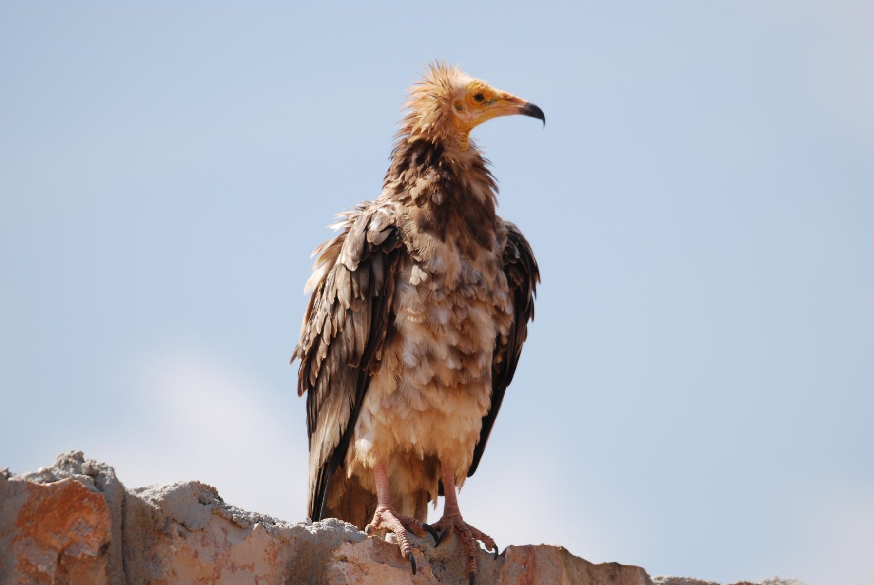 Three Photos: Egyptian Vulture