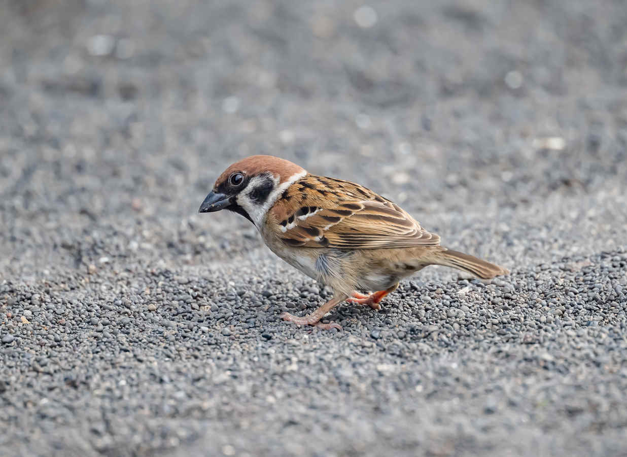 Ask a Birder: Do Extroverts Cheat More?