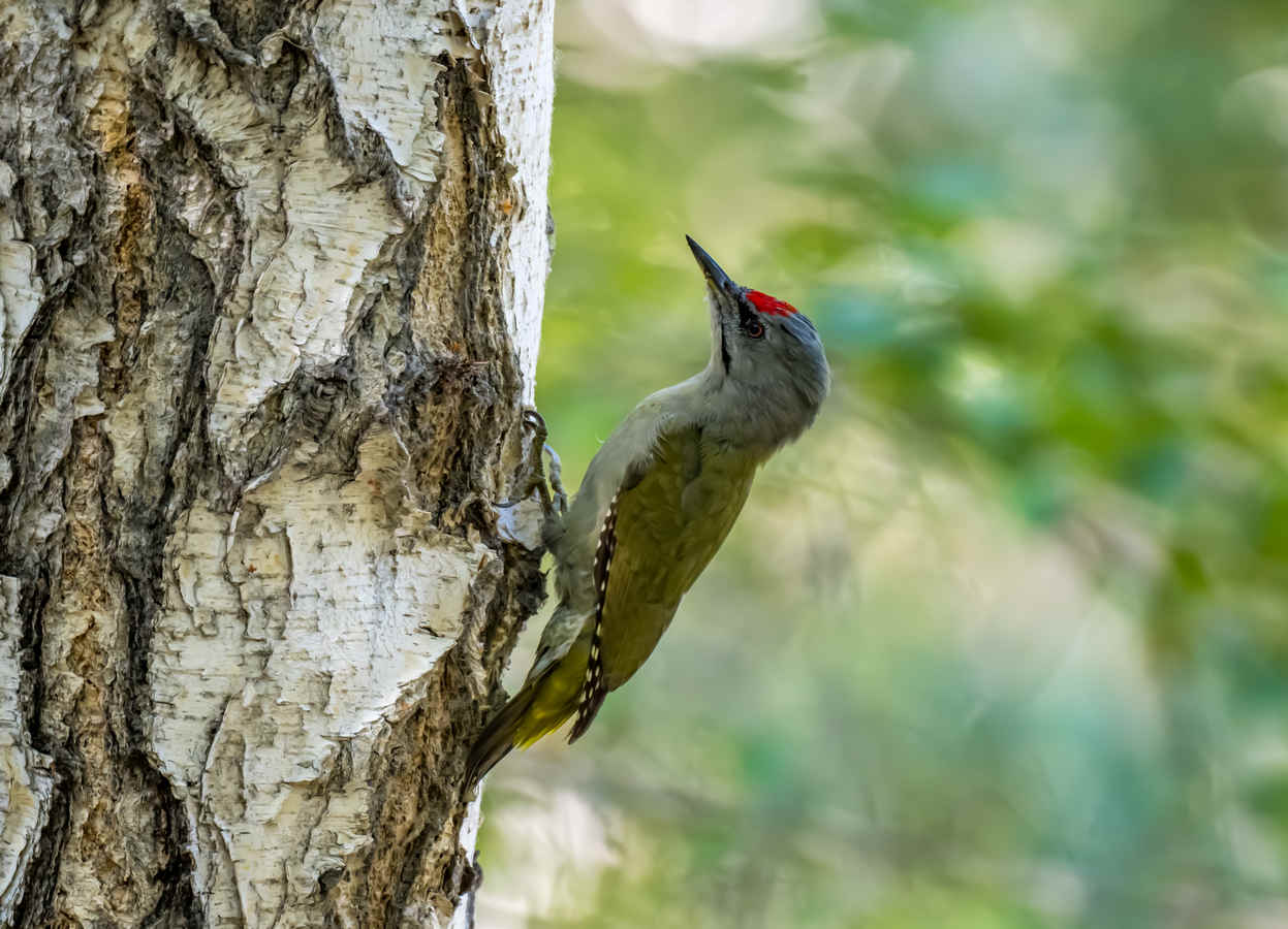 Some Woodpeckers of the Xinjiang Habahe Akqi National Wetland Park