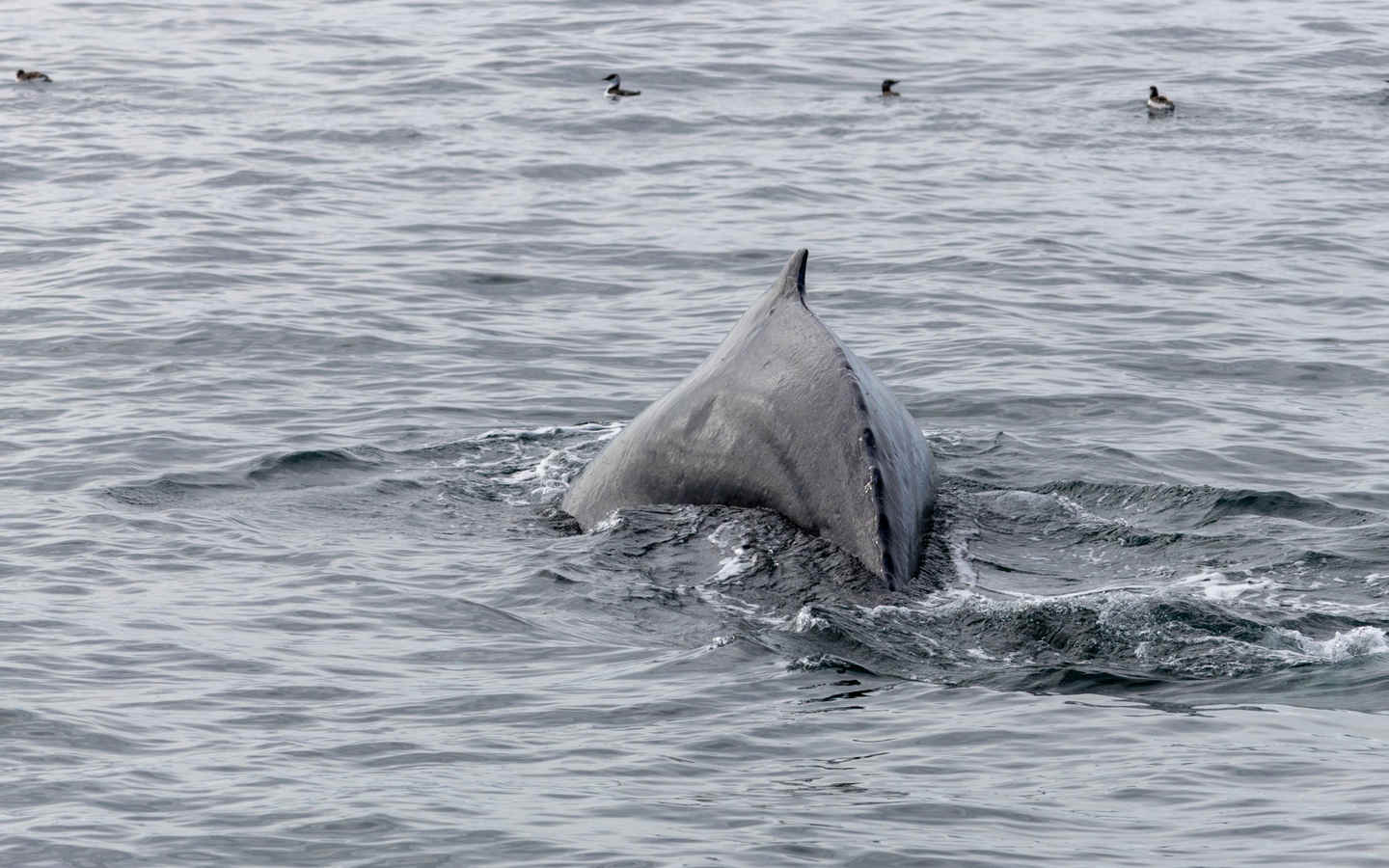 Killers On The Loose: Wolves Of The Sea And Tropical Vagrants