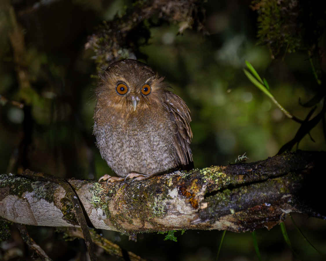 Three Photos: Endemic Birds of Northern Peru