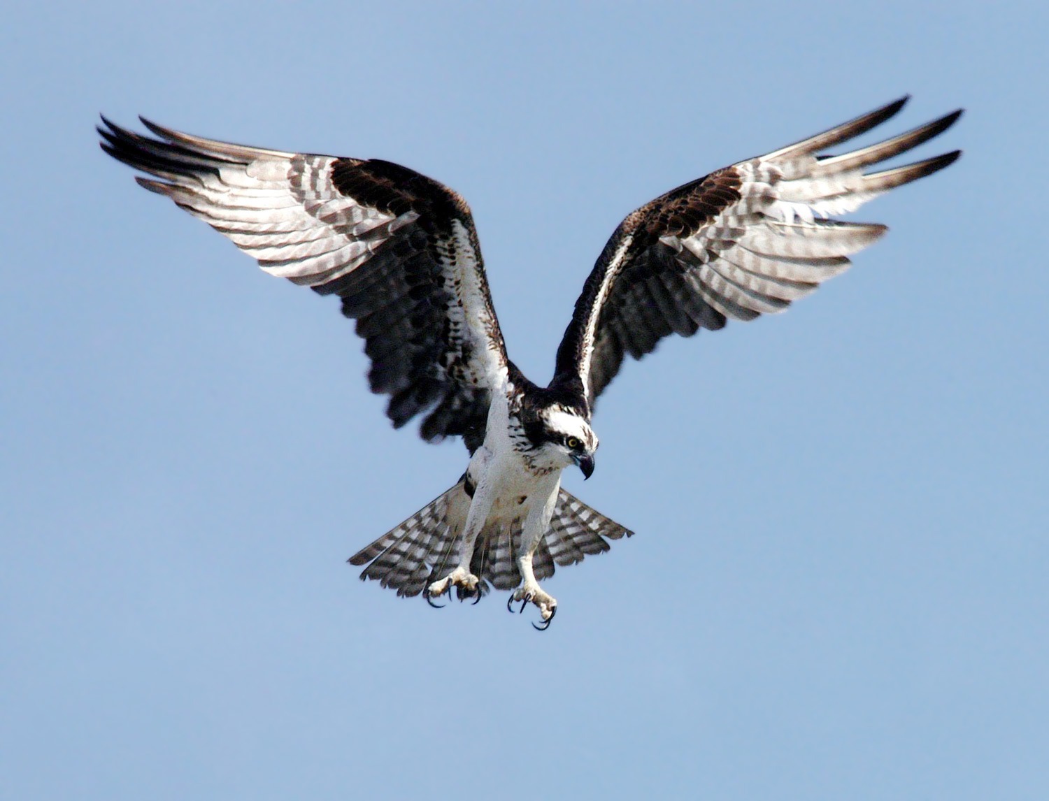 The Osprey
