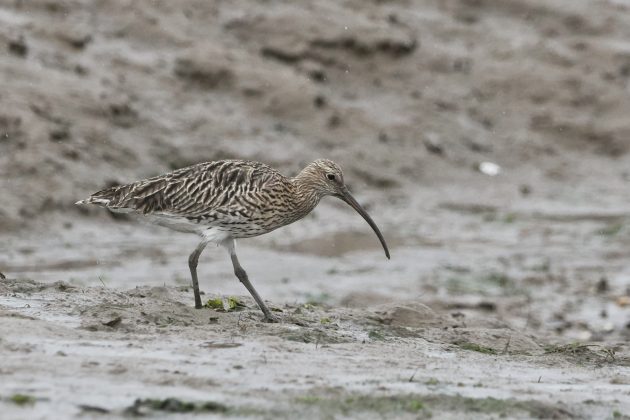 A feast of Waders