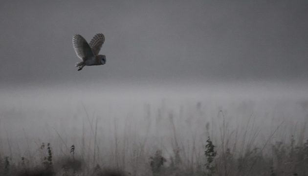 Barn Owl dawn