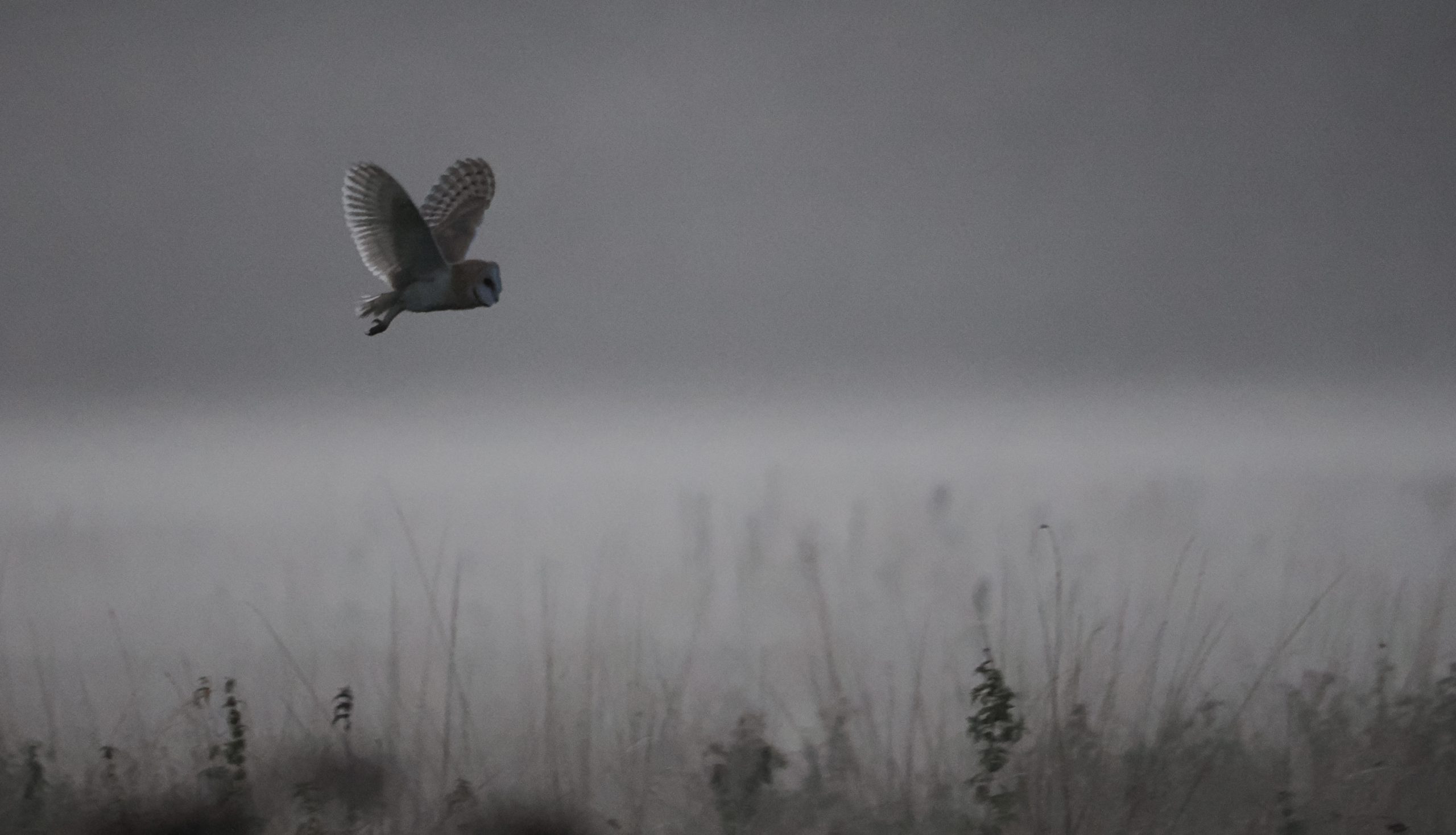 Barn Owl dawn