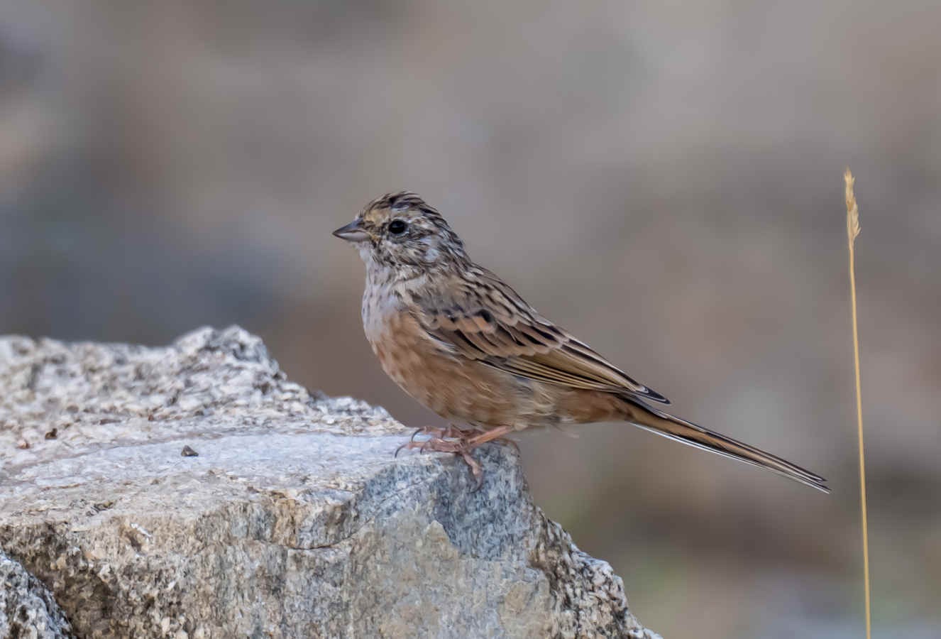 Xinjiang’s Buntings: Seven Species, a Lot of Driving
