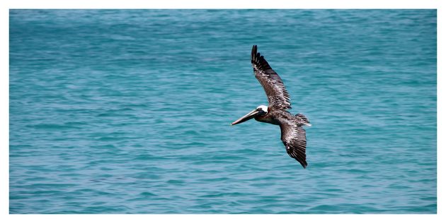 pelican flying over the water