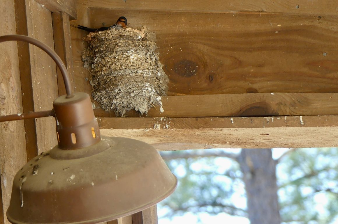 Barn swallow above conference hall entrance.