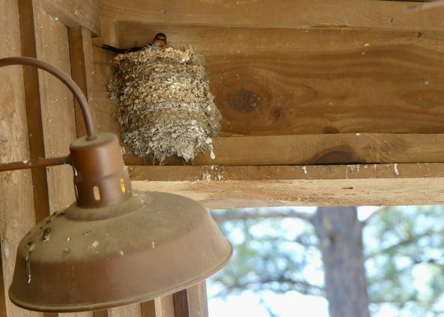 The Accidental Architecture of a Global Bird Crisis
