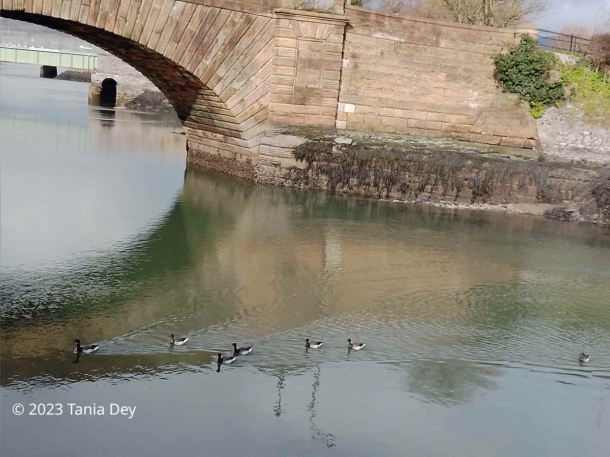Brent Geese spotted in Dungarvan Bay