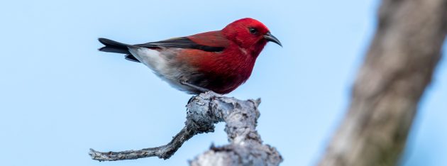 Seeking out Honeycreepers on Hawai’i