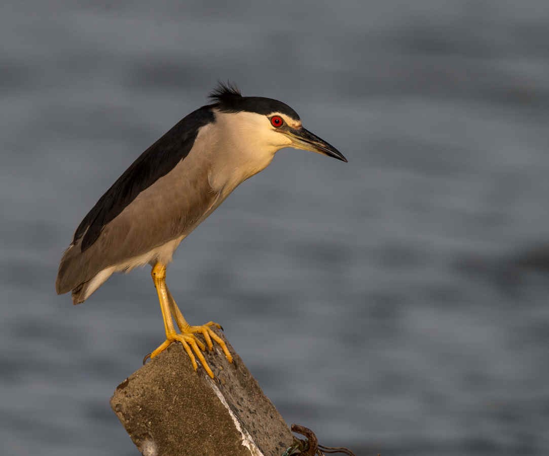 Species Spotlight: Black-crowned Night Heron