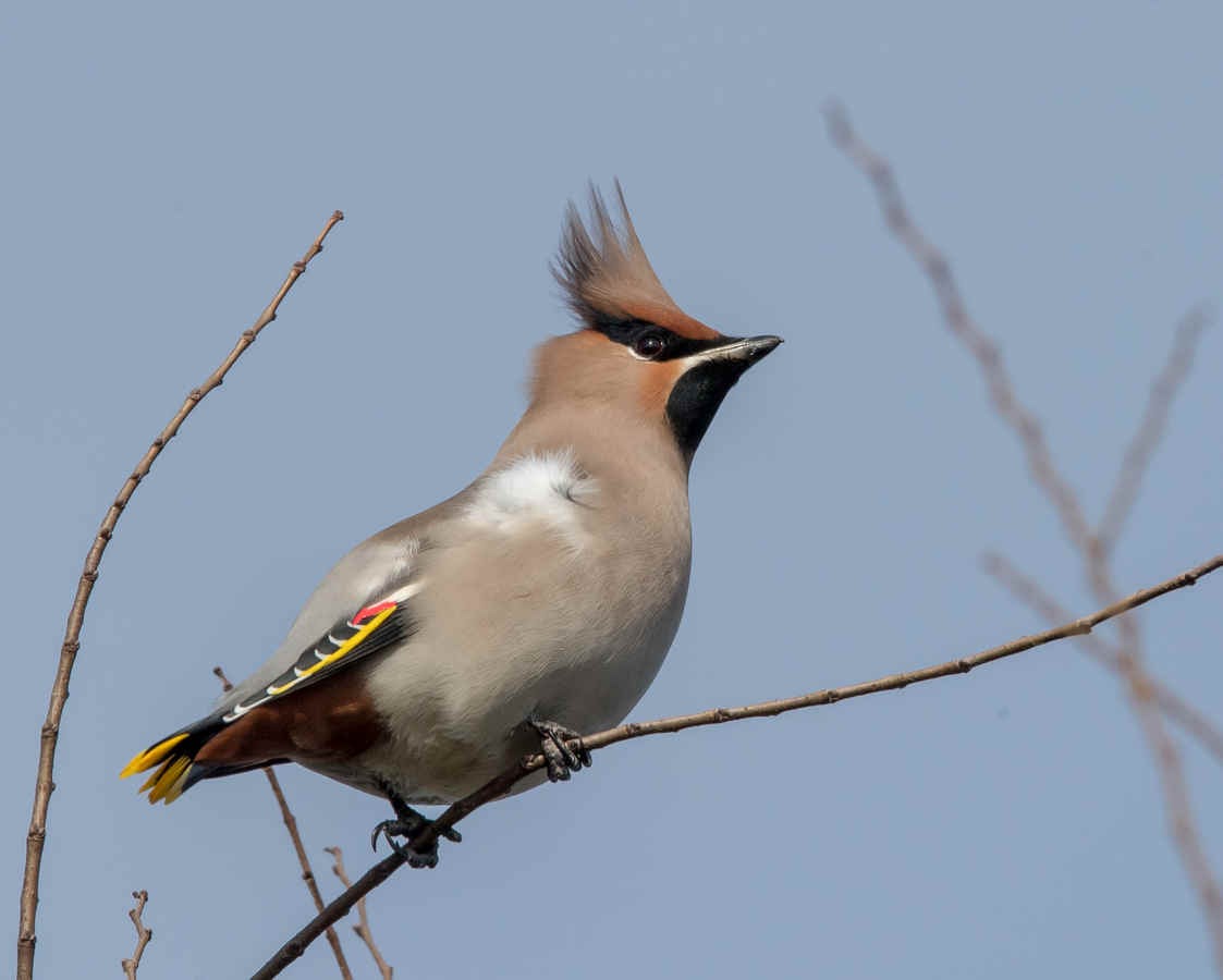 Bird Names, Geography, and Reality
