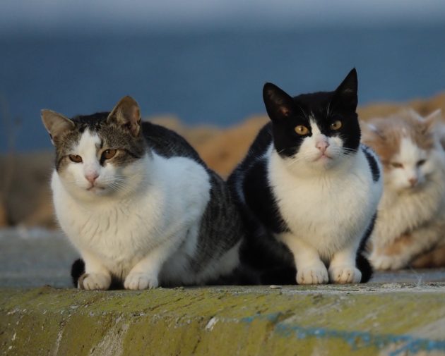 Cats!