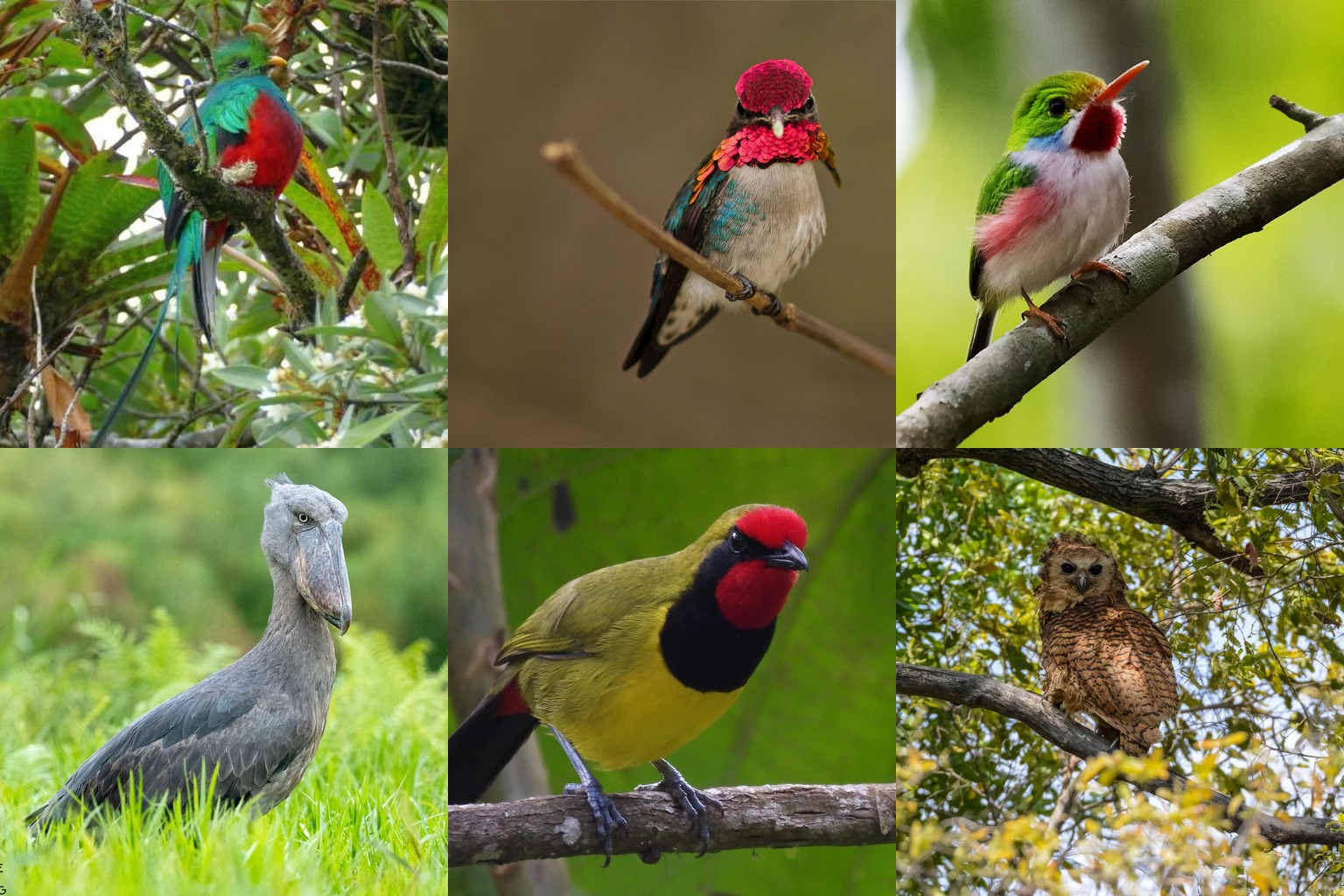 The Favorite Birds of Our Profiled Bird Guides