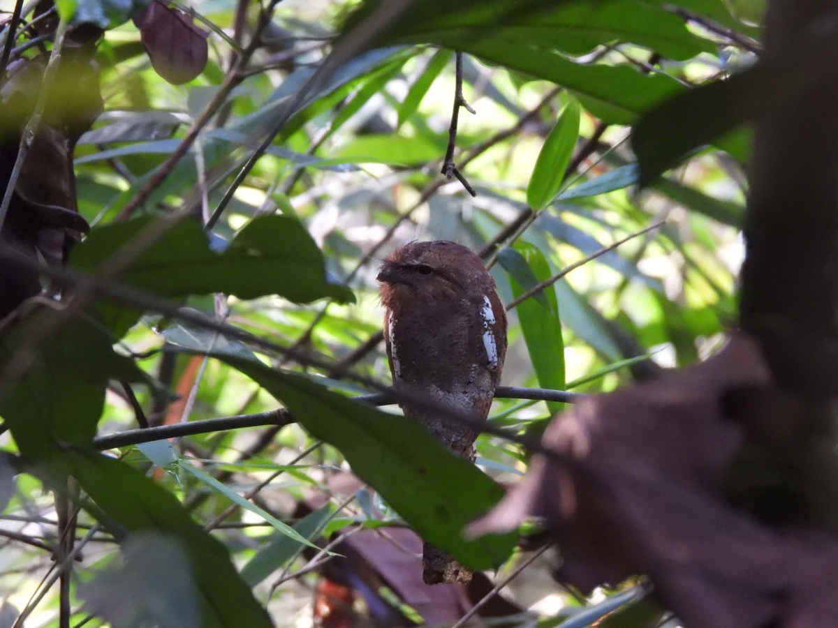 What is in a name? Blyth’s Frogmouth in Selangor