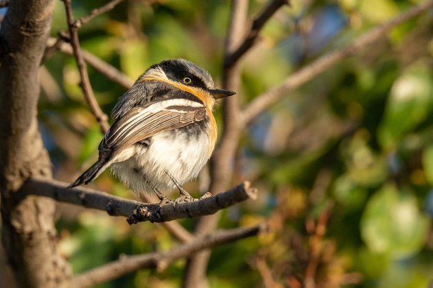 Running for Rockrunners: Birding Avis Dam, Namibia