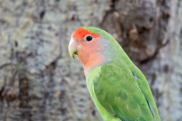 Capital Gains: Birding Windhoek, Namibia