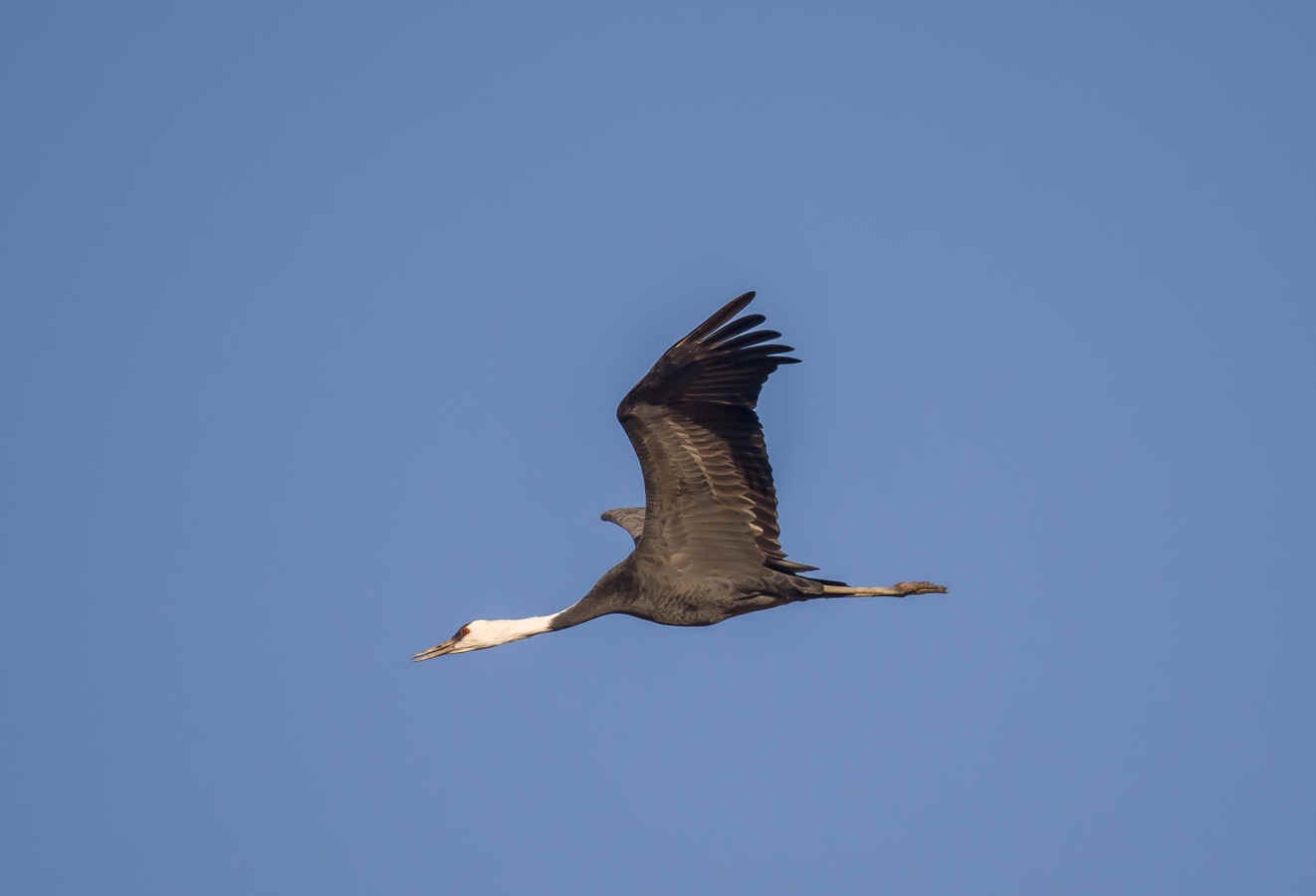 Suncheon Bay Wetland, South Korea — Profile for Birders