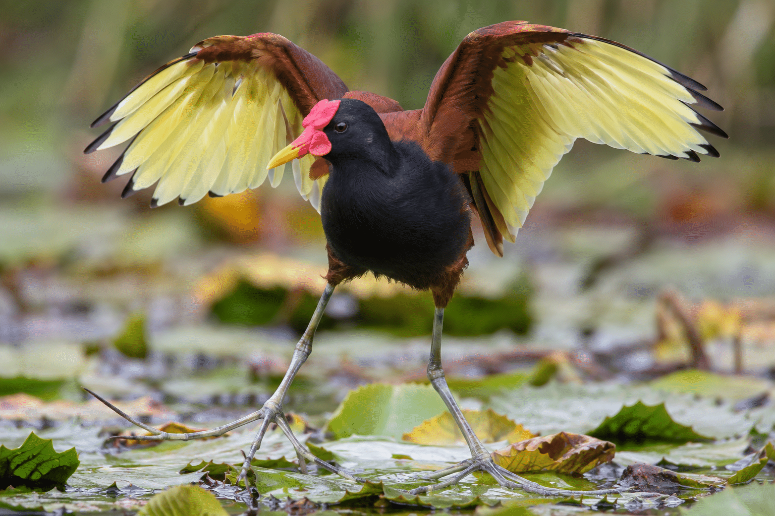 The Well-Dressed Lily-Trotter
