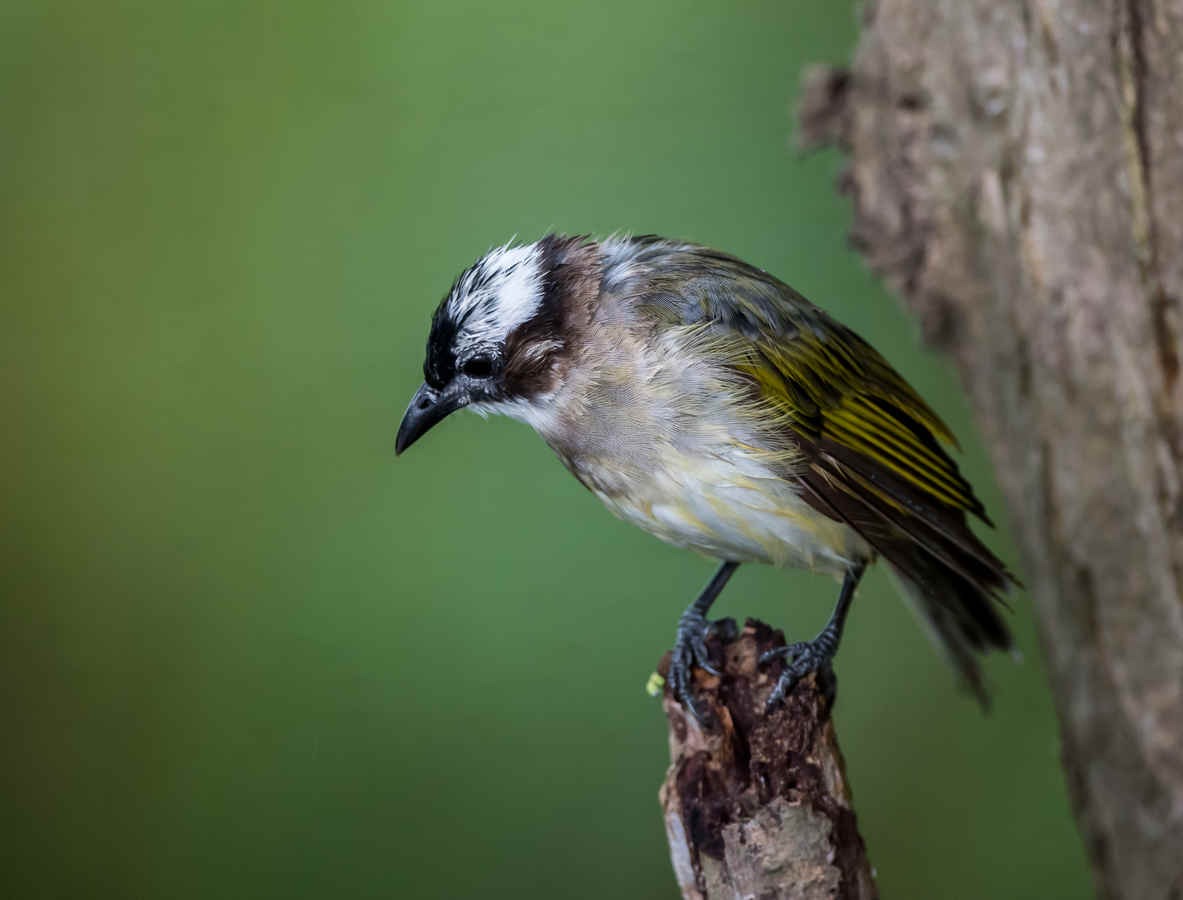 Species Spotlight: Light-vented Bulbul
