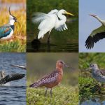 Migratory birds collage