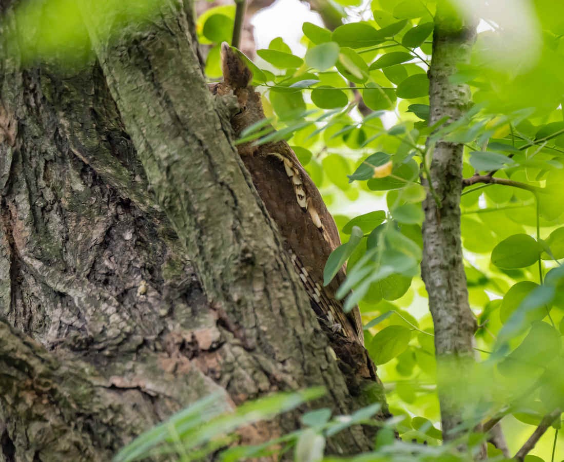 Three Photos: Camouflage