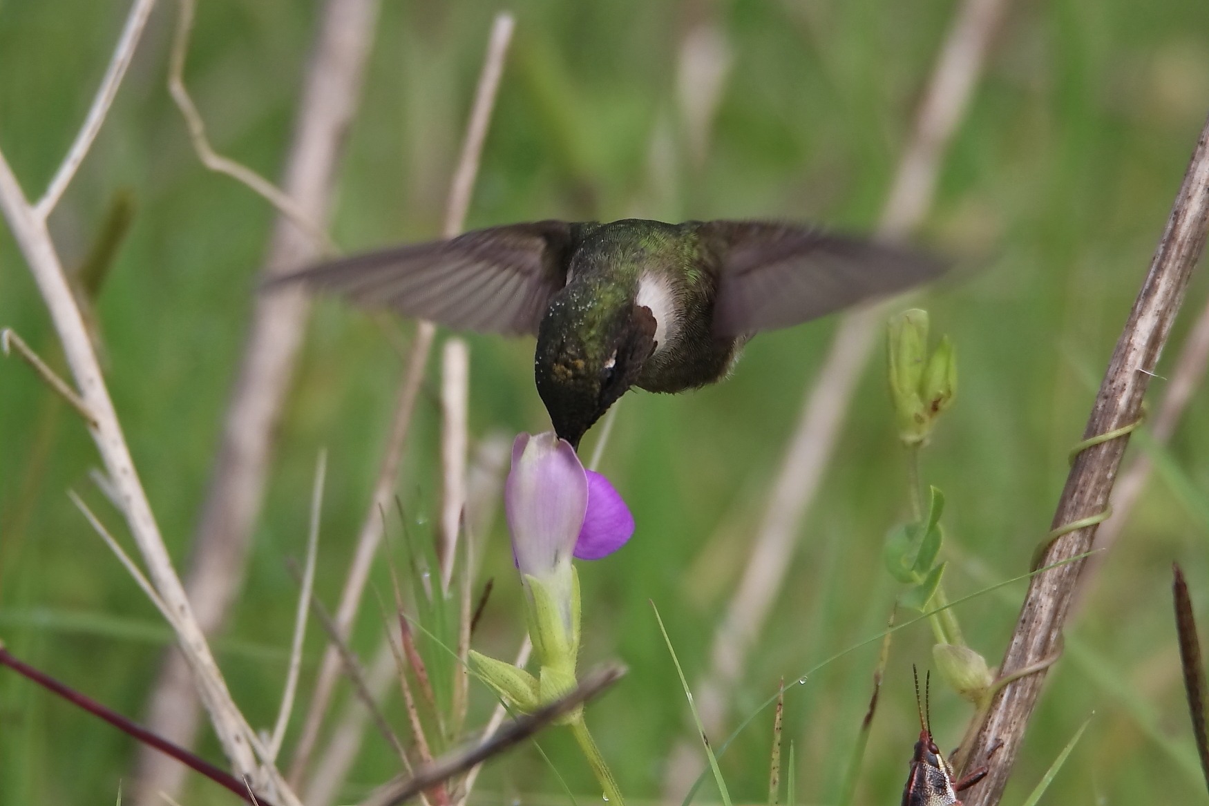 Hummingbird Curiosity