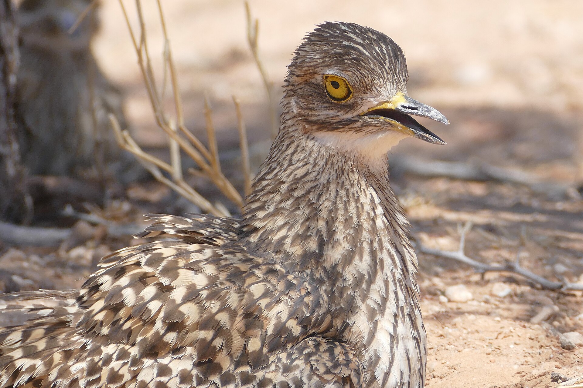 Feeding Birds in Extreme Heat: What 45°C Summers Taught Me