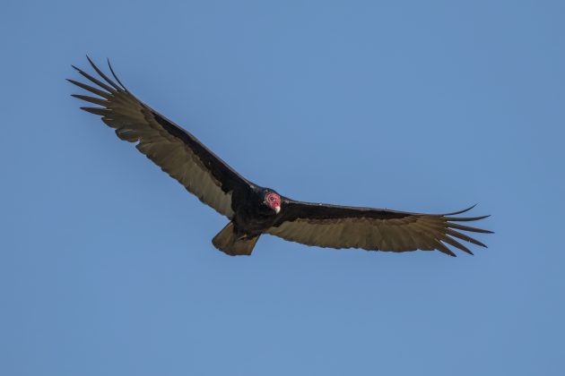 The Turkey Vulture