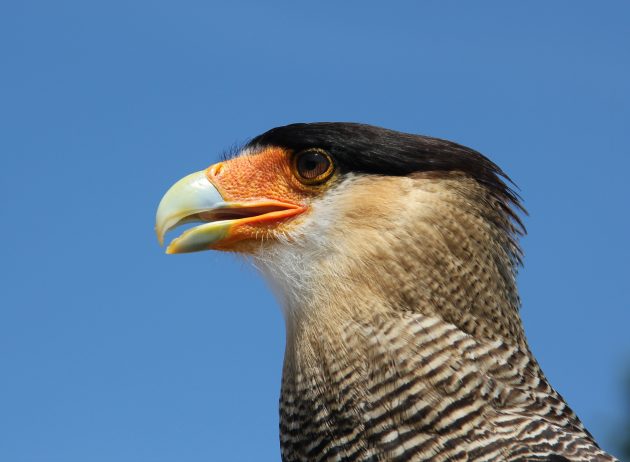 Caracara Eggs – Based on a True Story
