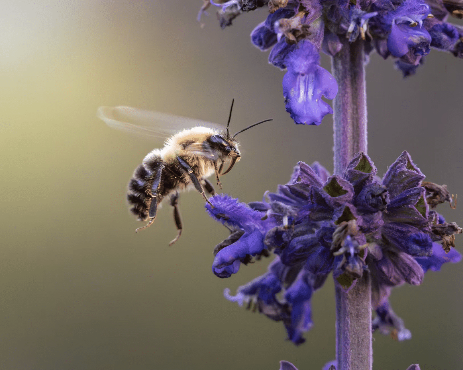 How Alien Pollinators and Avian Are Reshaping Worldwide Ecosystems