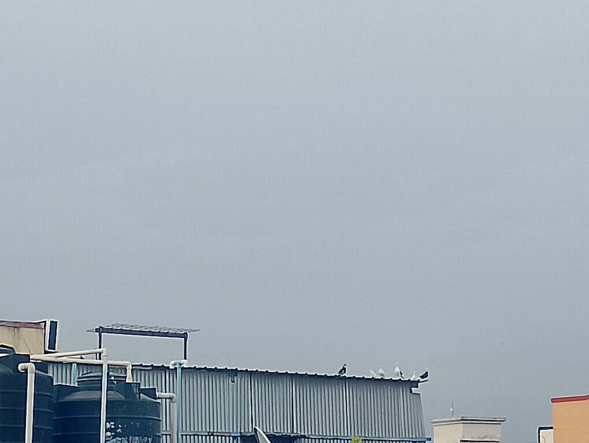 Backyard Bird Feeding in Pakistan