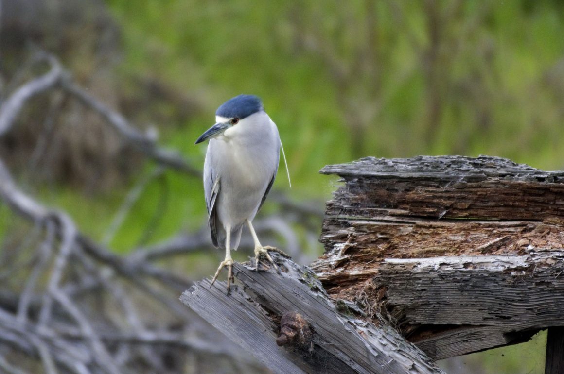 Black-crowned Night Heron