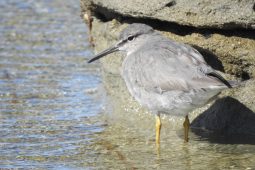 A Brief Coastal Visit to Oz