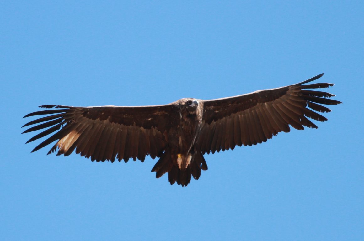 Just had my lifer Cinereous Vulture this morning (Serbia) - 10,000 Birds