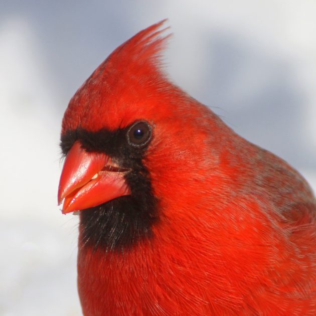 3b-northern-cardinal-portrait