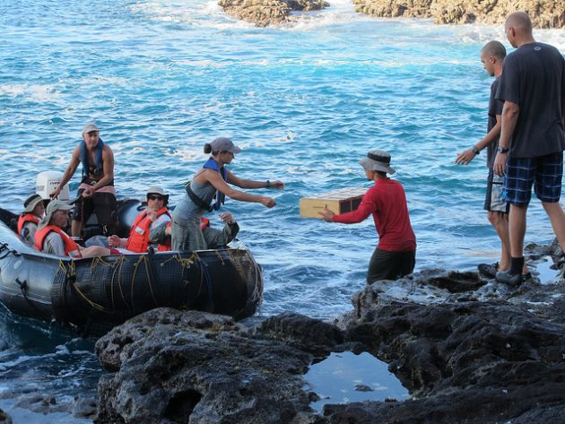 Nihoa Millerbird Translocation to Laysan Island