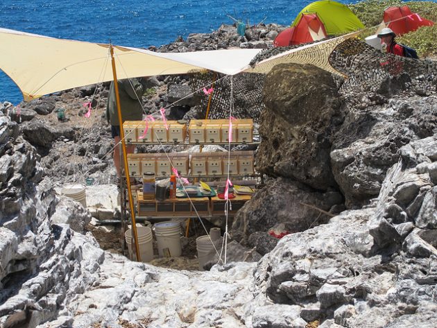 Nihoa Millerbird Translocation to Laysan Island