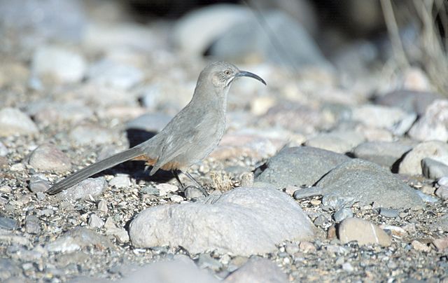 Crissal Thrasher on rocky ground