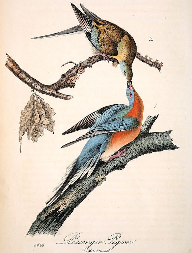 Passenger Pigeon Audubon