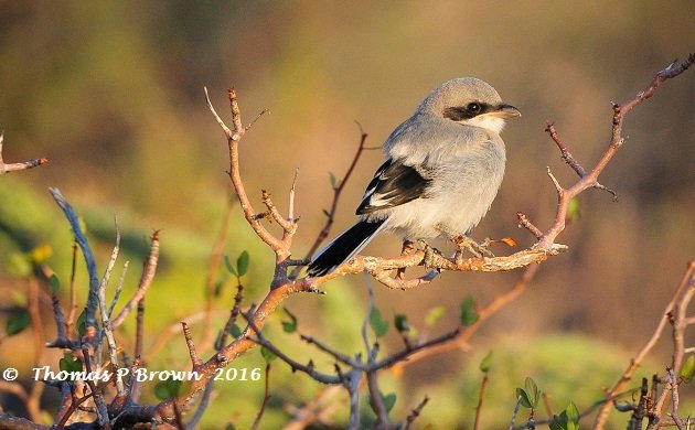 Shrikes: Meet the Bird That Impales Prey on Spikes