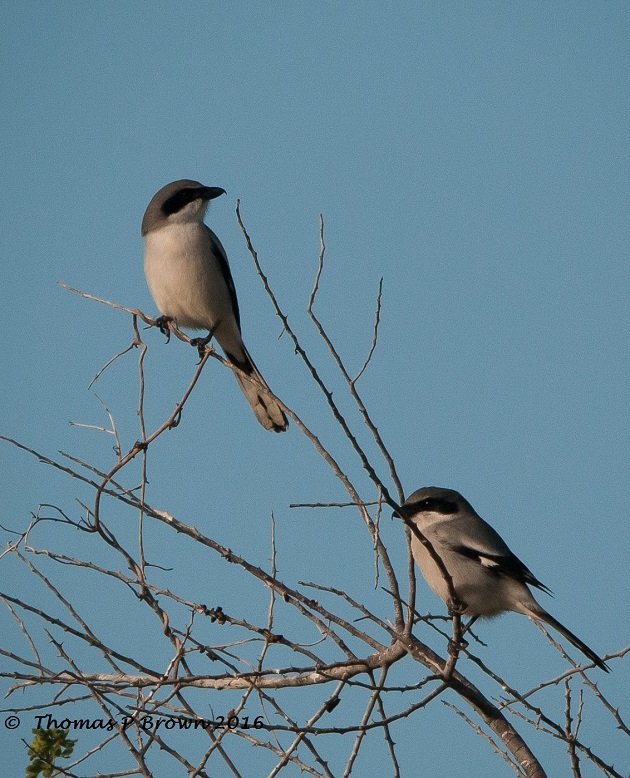 Shrikes: Meet the Bird That Impales Prey on Spikes