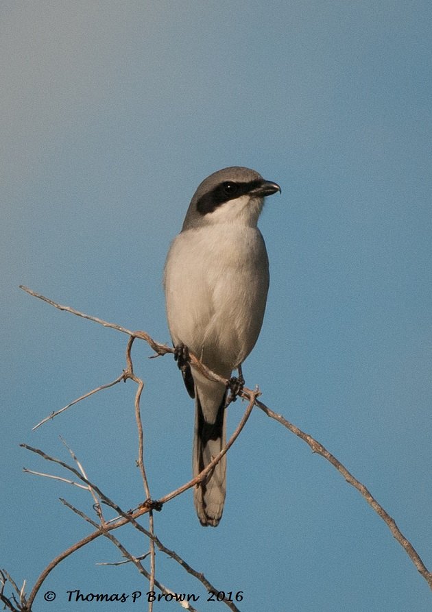 Shrikes: Meet the Bird That Impales Prey on Spikes