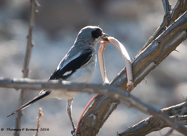 Shrikes: Meet the Bird That Impales Prey on Spikes