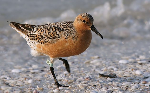 red knot