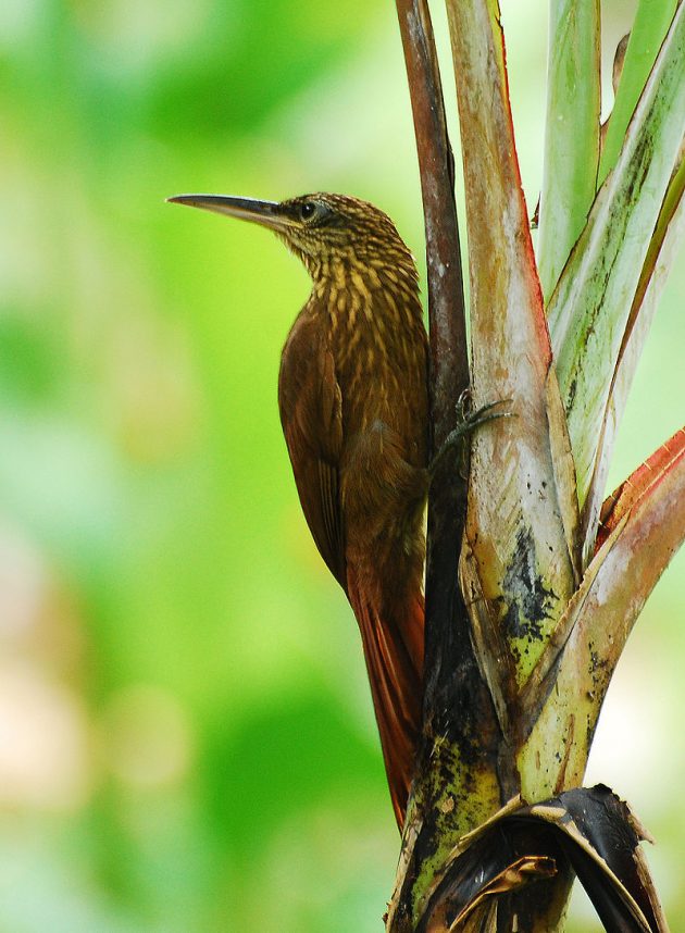 800px-cocoa_woodcreeper