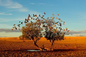 Animalstuffstore A-TREE-DREAMING-1-galahs-300x200 “Birds – Poetry within the Sky” – 10,000 Birds Bird  